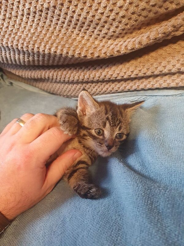 British Shorthair kittens for sale in Birstall, West Yorkshire – 9 weeks old - Image 2 of 3