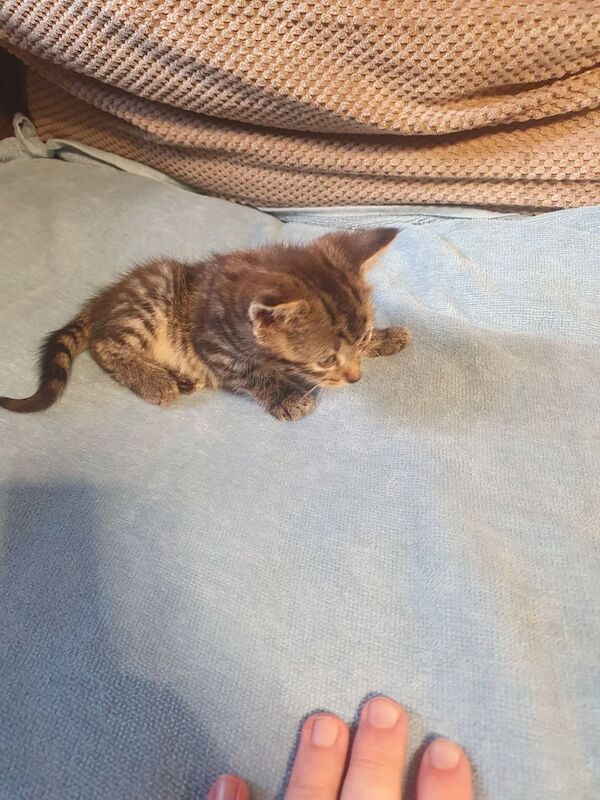 British Shorthair kittens for sale in Birstall, West Yorkshire – 9 weeks old - Image 3 of 3