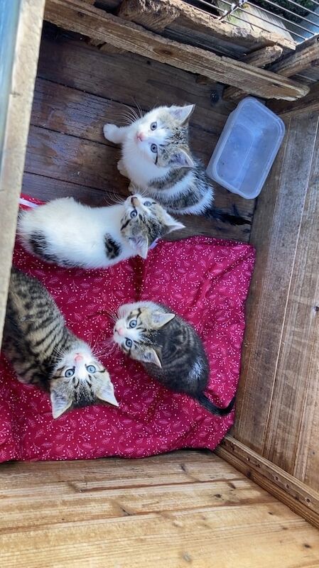 British Shorthair kittens for sale in Armoy, County Antrim – 8 weeks old
