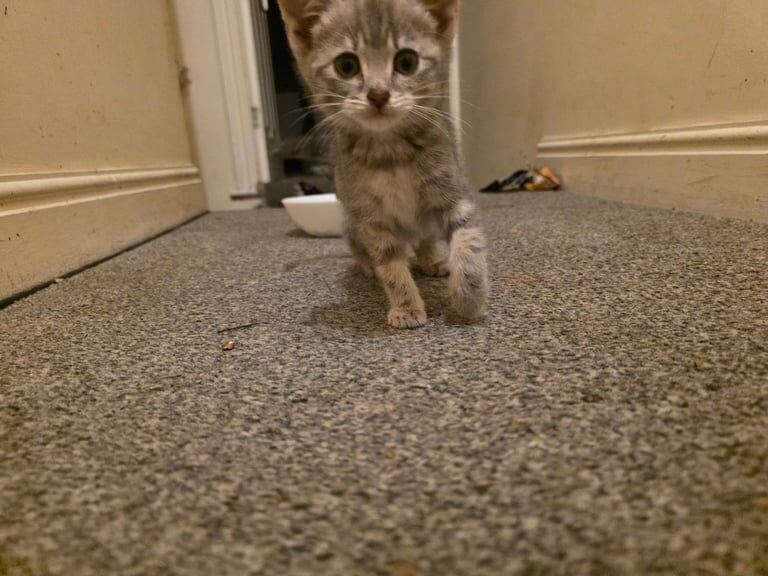 British Shorthair kittens for sale in Long Eaton, Derbyshire – 8 weeks old