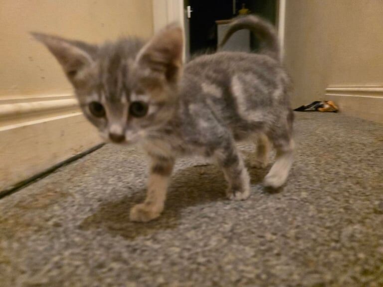 British Shorthair kittens for sale in Long Eaton, Derbyshire – 8 weeks old - Image 2 of 4