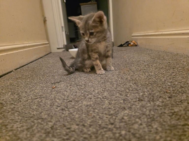 British Shorthair kittens for sale in Long Eaton, Derbyshire – 8 weeks old - Image 3 of 4