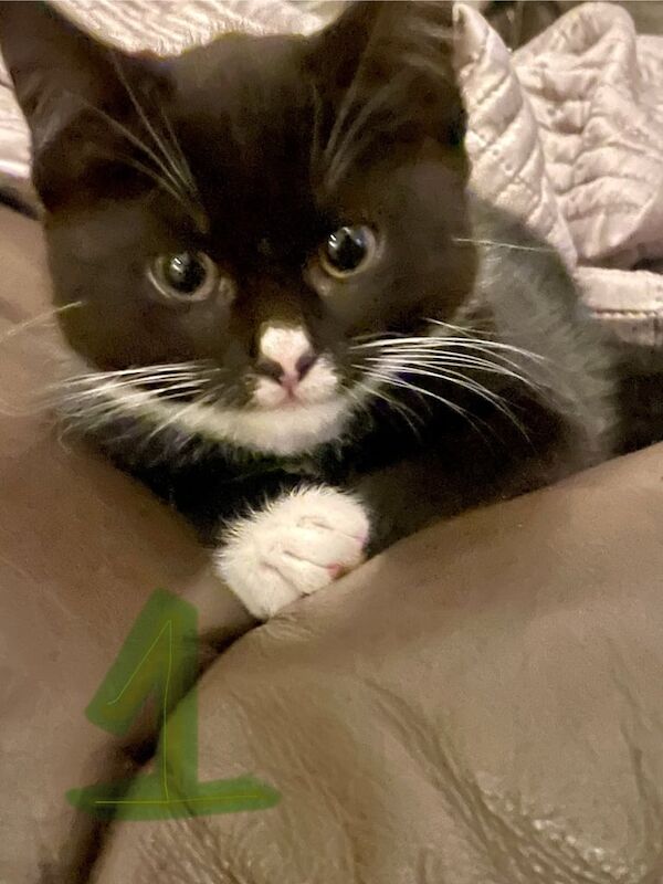 British Shorthair kittens for sale in Norwich, Norfolk β 9 weeks old