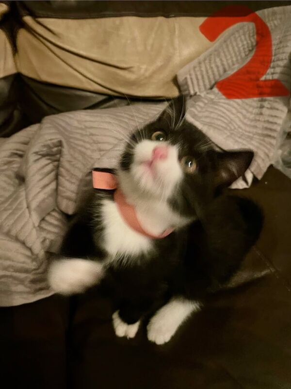 British Shorthair kittens for sale in Norwich, Norfolk – 9 weeks old - Image 2 of 6