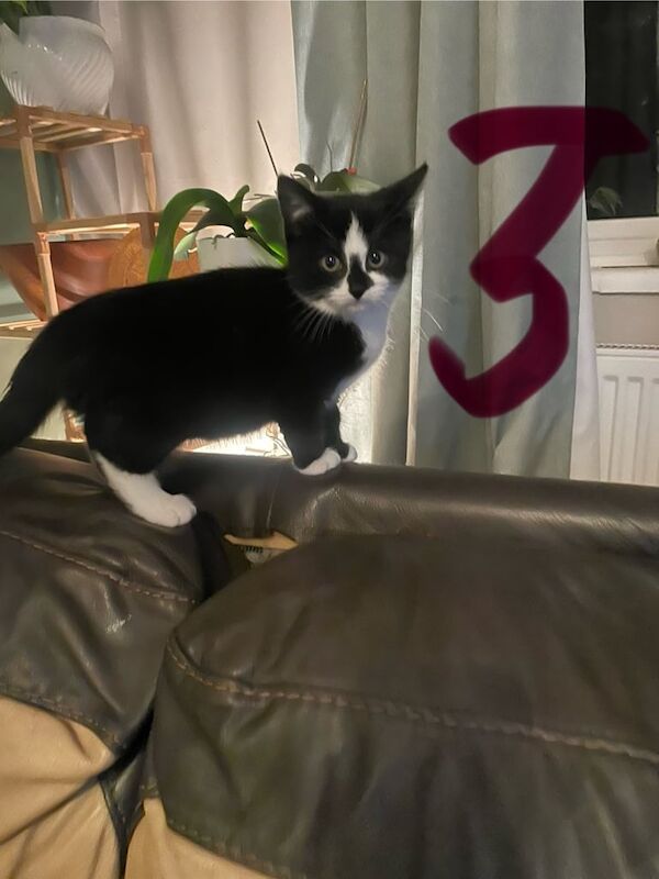 British Shorthair kittens for sale in Norwich, Norfolk – 9 weeks old - Image 3 of 6