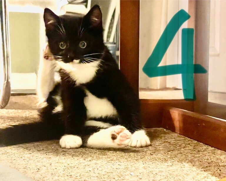 British Shorthair kittens for sale in Norwich, Norfolk – 9 weeks old - Image 4 of 6