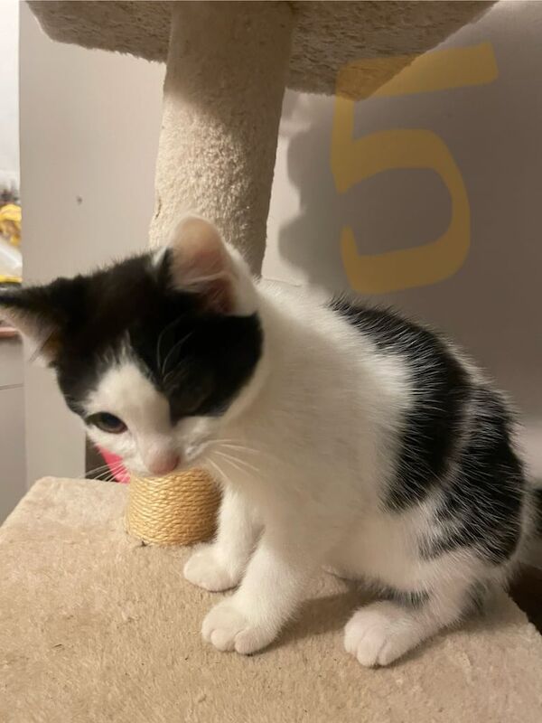 British Shorthair kittens for sale in Norwich, Norfolk – 9 weeks old - Image 5 of 6