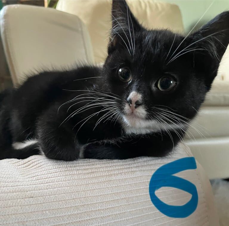 British Shorthair kittens for sale in Norwich, Norfolk – 9 weeks old - Image 6 of 6