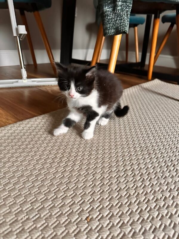 British Shorthair kittens for sale in Bradford, West Yorkshire – 8 weeks old