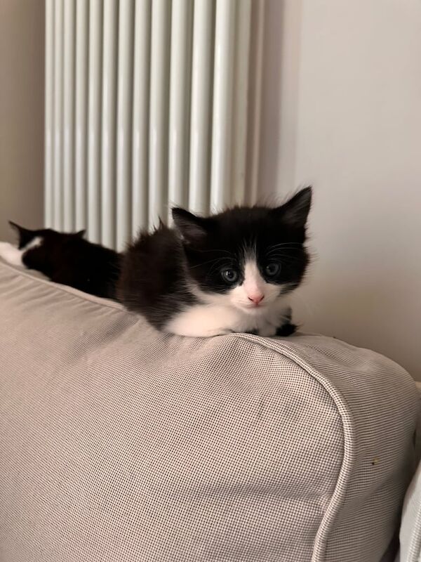 British Shorthair kittens for sale in Bradford, West Yorkshire – 8 weeks old - Image 2 of 6