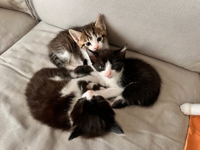 British Shorthair kittens for sale in Bradford, West Yorkshire – 8 weeks old - Image 3 of 6