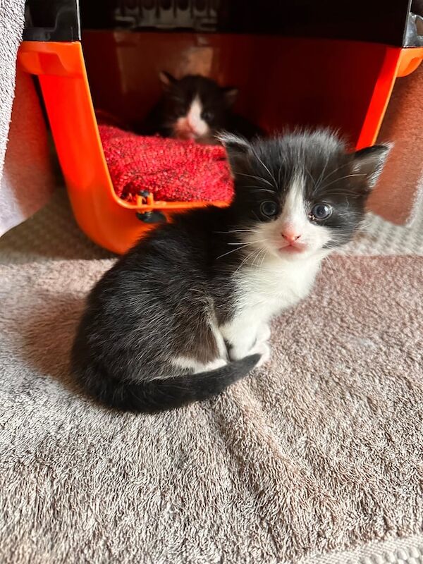 British Shorthair kittens for sale in Bradford, West Yorkshire – 8 weeks old - Image 4 of 6