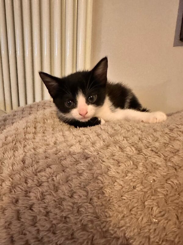 British Shorthair kittens for sale in Bradford, West Yorkshire – 8 weeks old - Image 5 of 6