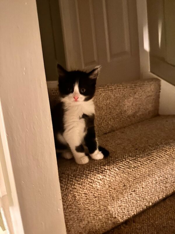 British Shorthair kittens for sale in Bradford, West Yorkshire – 8 weeks old - Image 6 of 6