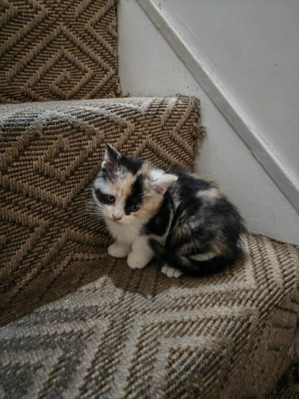 British Shorthair kittens for sale in Reading, Berkshire – 5 months old - Image 2 of 2