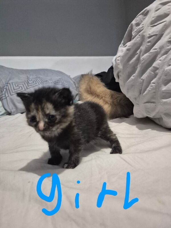 Kittens for sale - Image 2 of 5