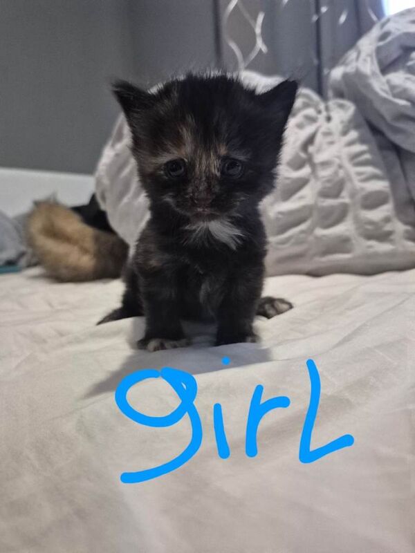 Kittens for sale - Image 3 of 5