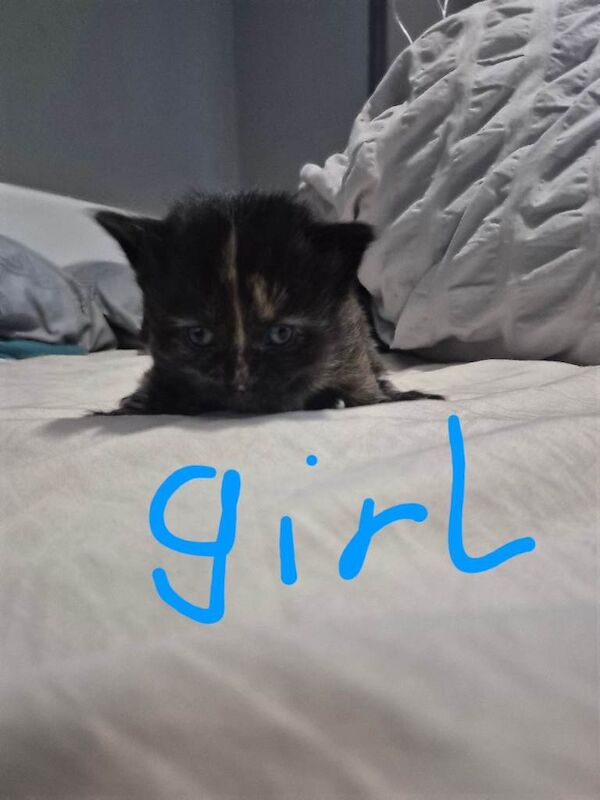 Kittens for sale - Image 4 of 5