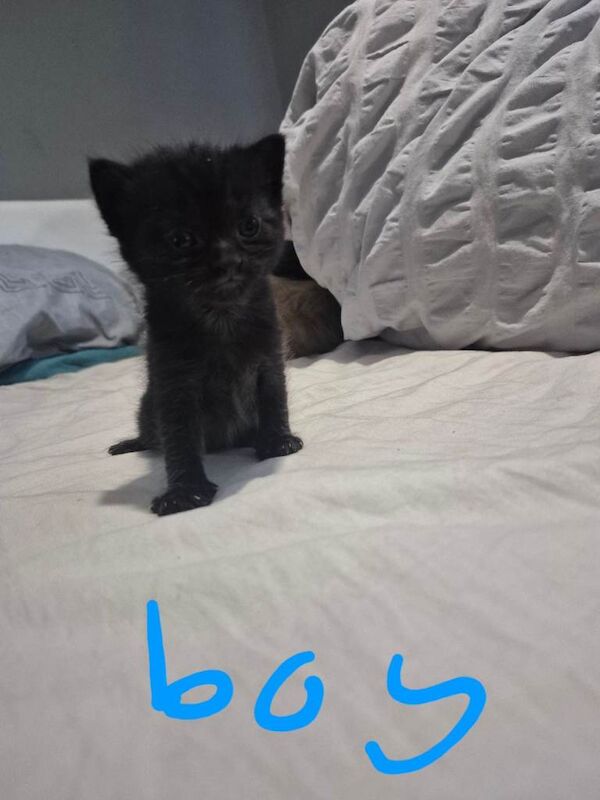 Kittens for sale - Image 5 of 5