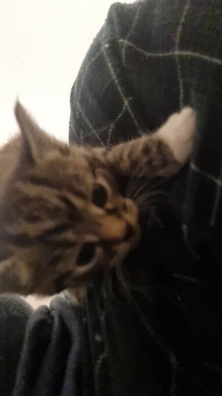 British Shorthair kittens for sale in Kingston upon Hull, East Riding of Yorkshire – 4 weeks old - Image 2 of 5