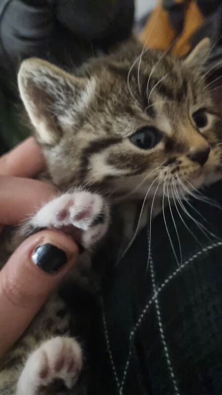 British Shorthair kittens for sale in Kingston upon Hull, East Riding of Yorkshire – 4 weeks old - Image 3 of 5