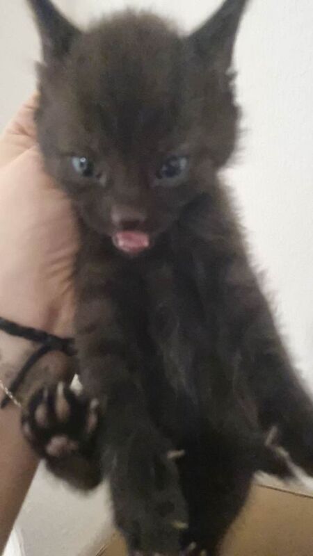 British Shorthair kittens for sale in Kingston upon Hull, East Riding of Yorkshire – 4 weeks old - Image 4 of 5