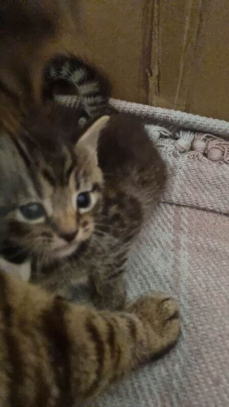 British Shorthair kittens for sale in Kingston upon Hull, East Riding of Yorkshire – 4 weeks old - Image 5 of 5