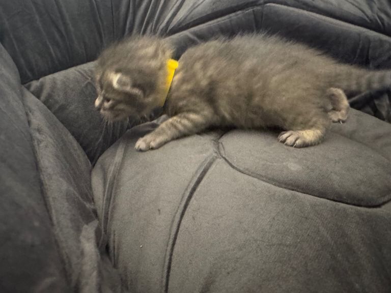 British Shorthair kittens for sale in Perth, Perth and Kinross – 2 weeks old