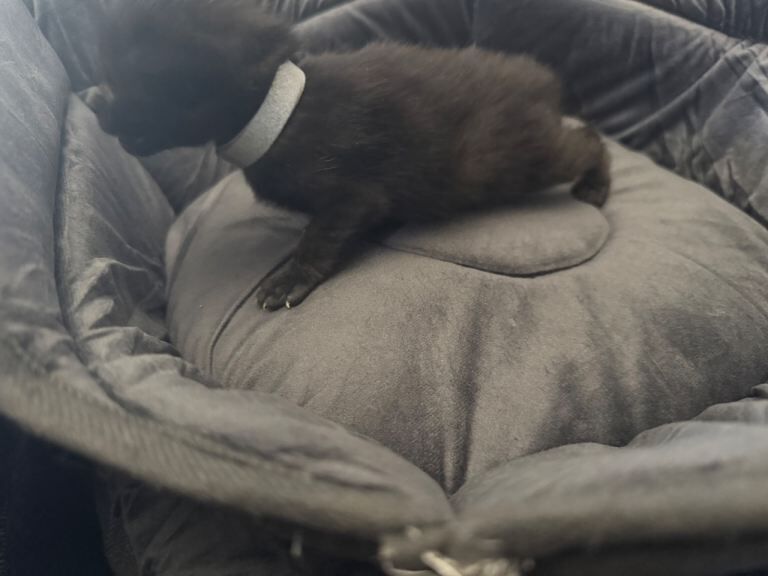 British Shorthair kittens for sale in Perth, Perth and Kinross – 2 weeks old - Image 2 of 3