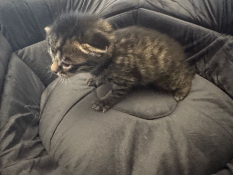 British Shorthair kittens for sale in Perth, Perth and Kinross – 2 weeks old - Image 3 of 3