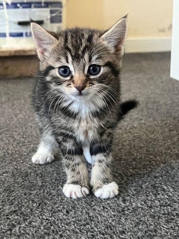 British Shorthair kittens for sale in Sutton in Ashfield, Nottinghamshire – 9 weeks old