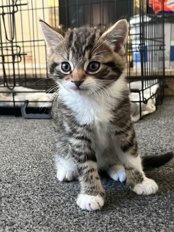 British Shorthair kittens for sale in Sutton in Ashfield, Nottinghamshire – 8 weeks old - Image 2 of 2