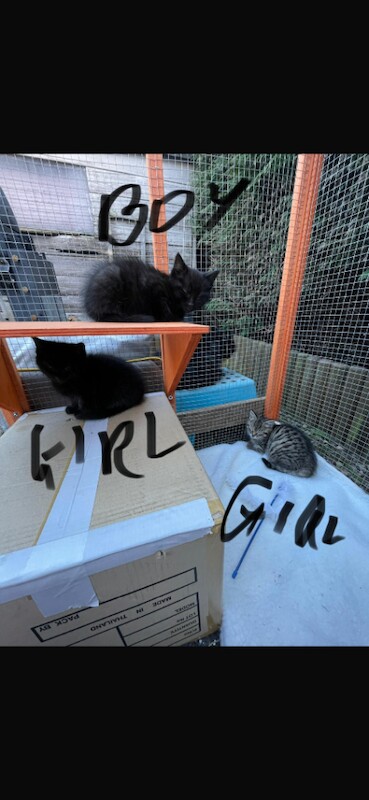 British Shorthair kittens for sale in Bathgate, West Lothian – 8 weeks old