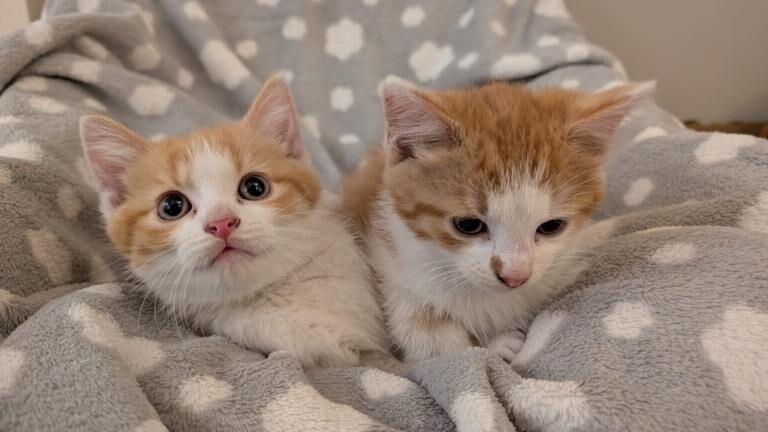 British Shorthair kittens for sale in Swansea / Abertawe, West Glamorgan – 4 months old