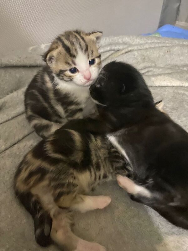 British Shorthair kittens for sale in Worthing, West Sussex – 5 weeks old