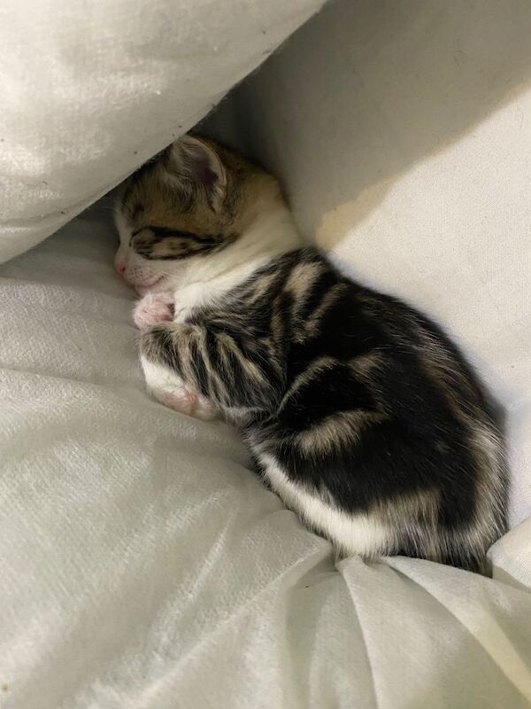 Kittens for sale - Image 2 of 4