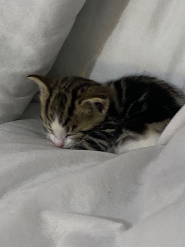 Kittens for sale - Image 3 of 4