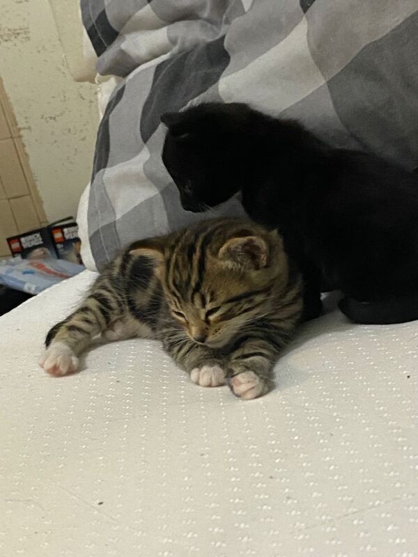 Kittens for sale - Image 4 of 4