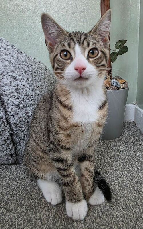 British Shorthair kittens for sale in Sunderland, Tyne And Wear – 3 months old - Image 2 of 4