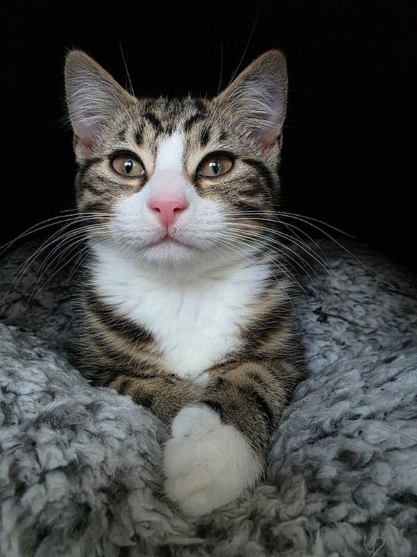 British Shorthair kittens for sale in Sunderland, Tyne And Wear – 3 months old - Image 3 of 4