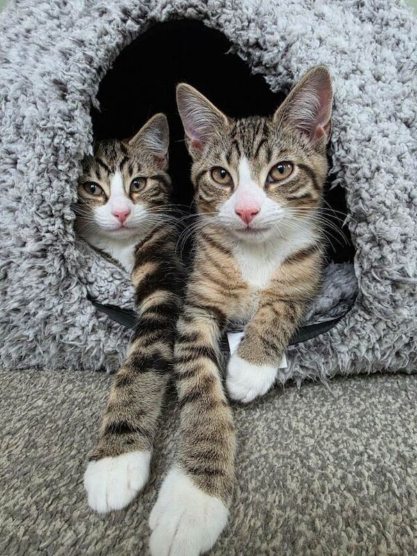 British Shorthair kittens for sale in Sunderland, Tyne And Wear – 3 months old - Image 4 of 4