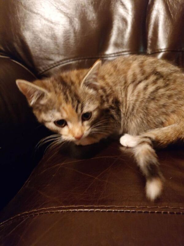 British Shorthair kittens for sale in Willowbrae, City of Edinburgh – 12 weeks old