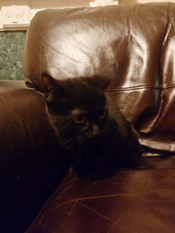 British Shorthair kittens for sale in Willowbrae, Edinburgh – 12 weeks old - Image 2 of 3