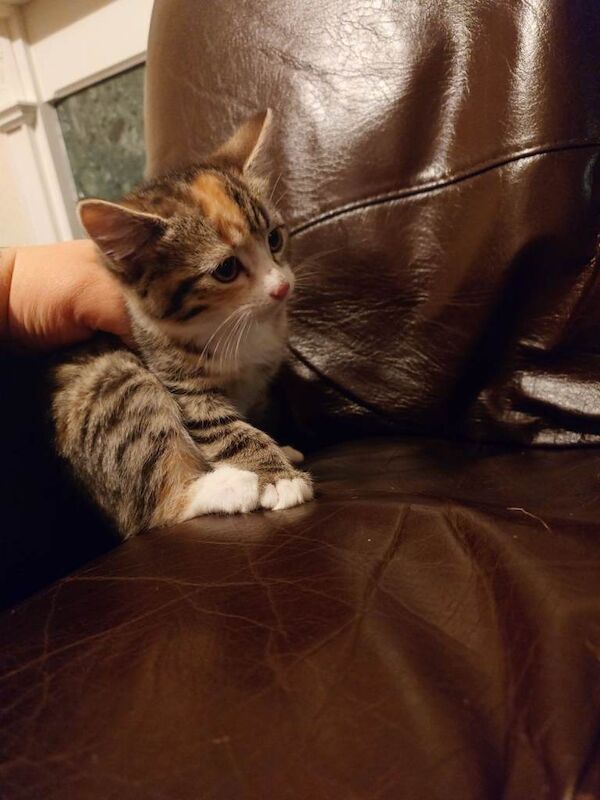 British Shorthair kittens for sale in Willowbrae, Edinburgh – 12 weeks old - Image 3 of 3