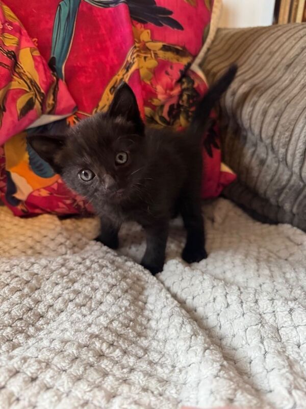 British Shorthair Kittens For Sale Under £300