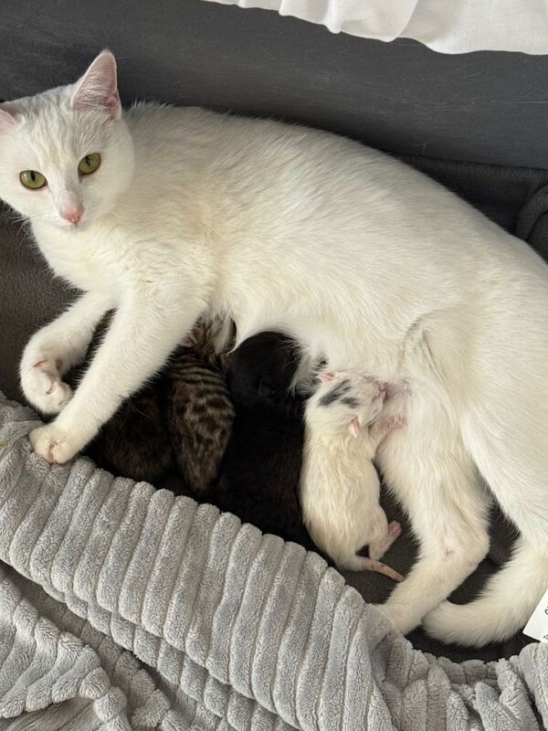 Kittens for sale - Image 2 of 2