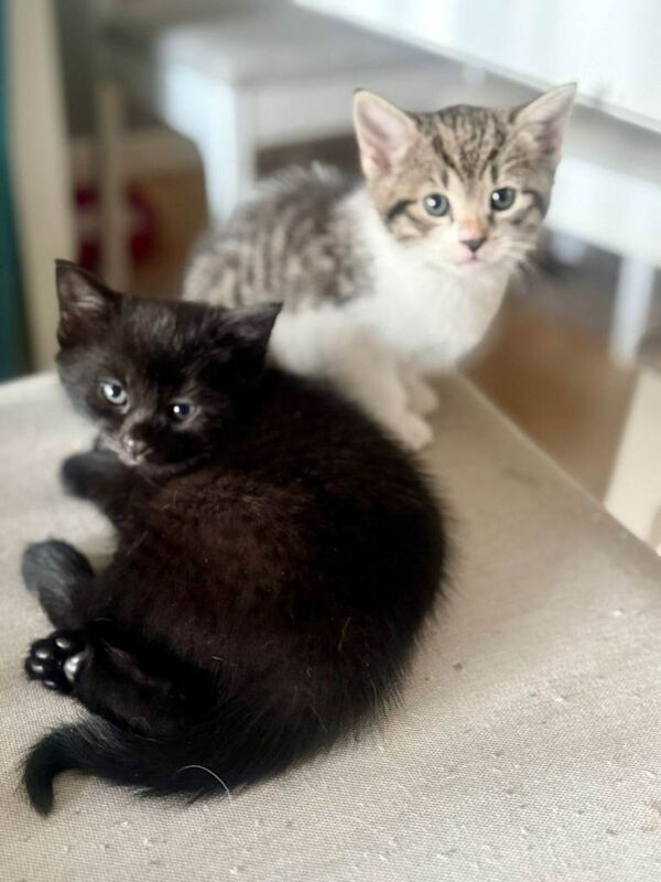 Kittens for sale - Image 2 of 6