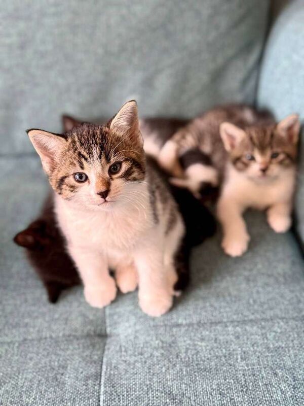 Kittens for sale - Image 3 of 6