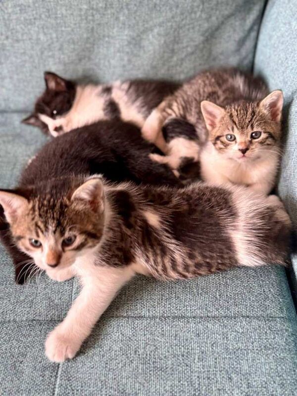 Kittens for sale - Image 4 of 6