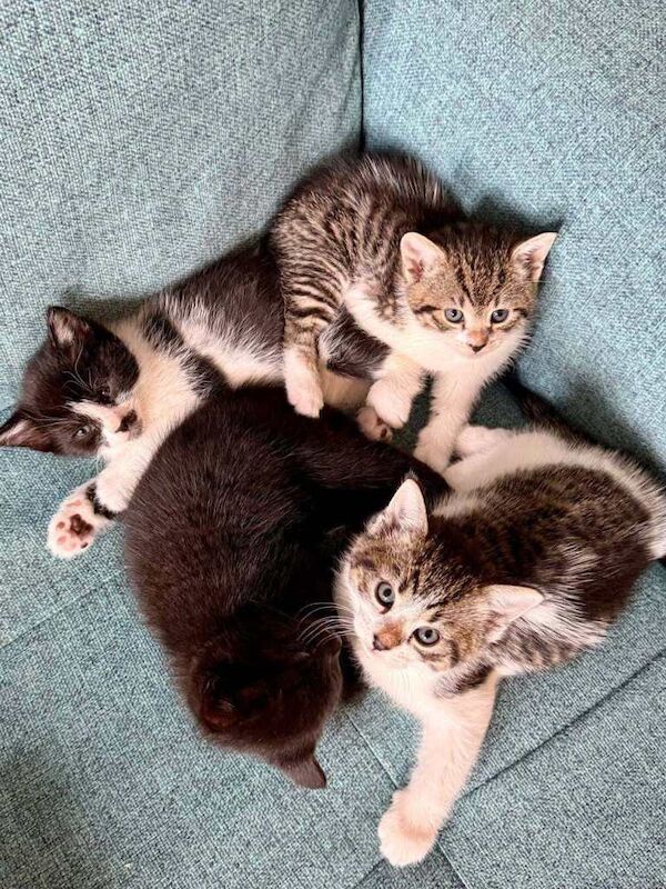 Kittens for sale - Image 5 of 6